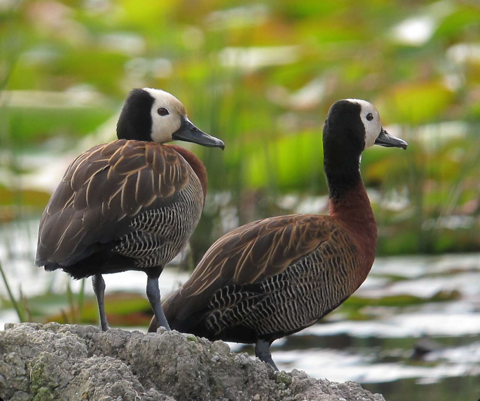 Image of White-faced Whistling Duck