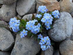 Image of Myosotis rehsteineri Warten.