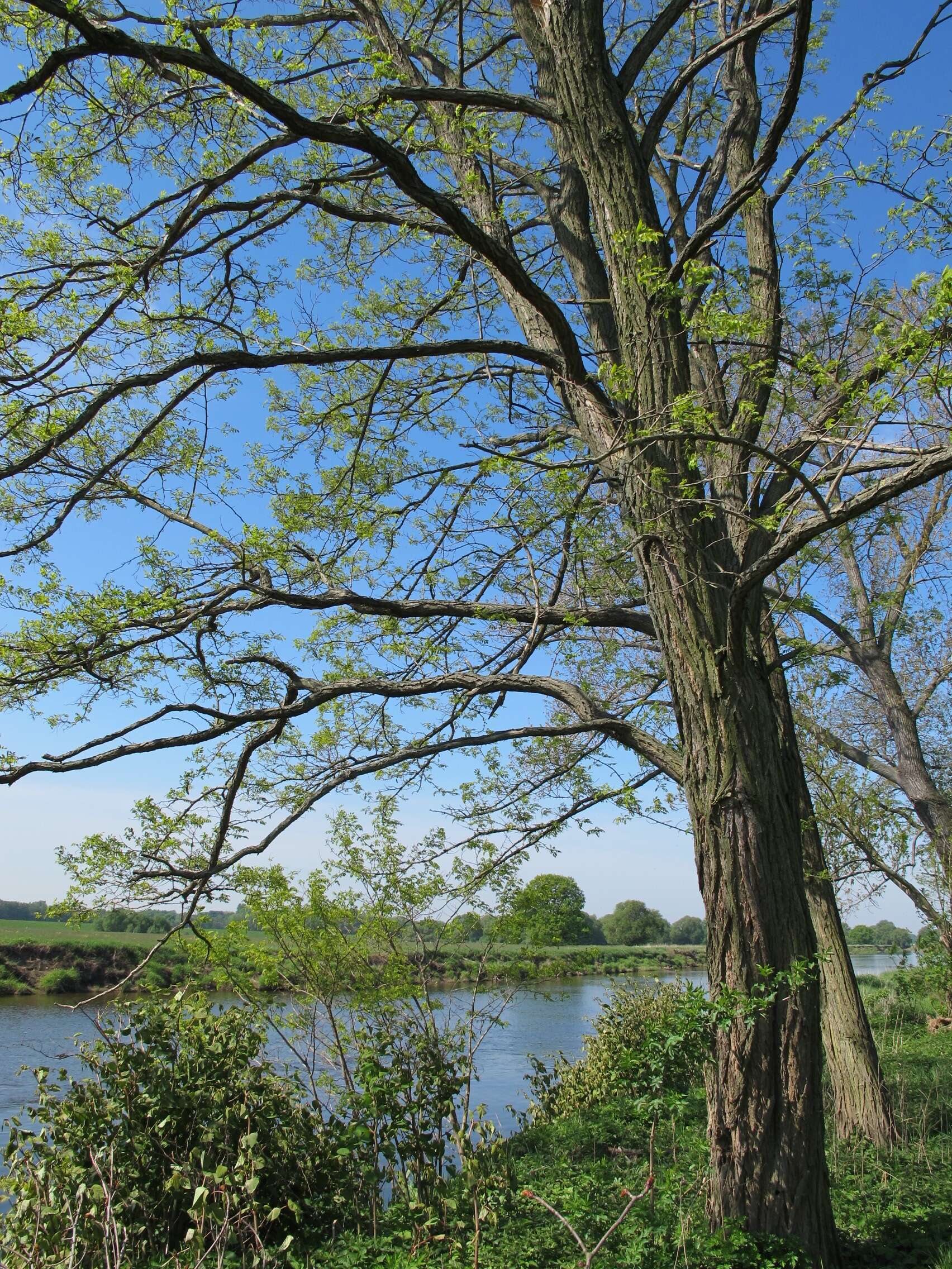 Image of black locust