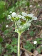 Image of Hautbois Strawberry