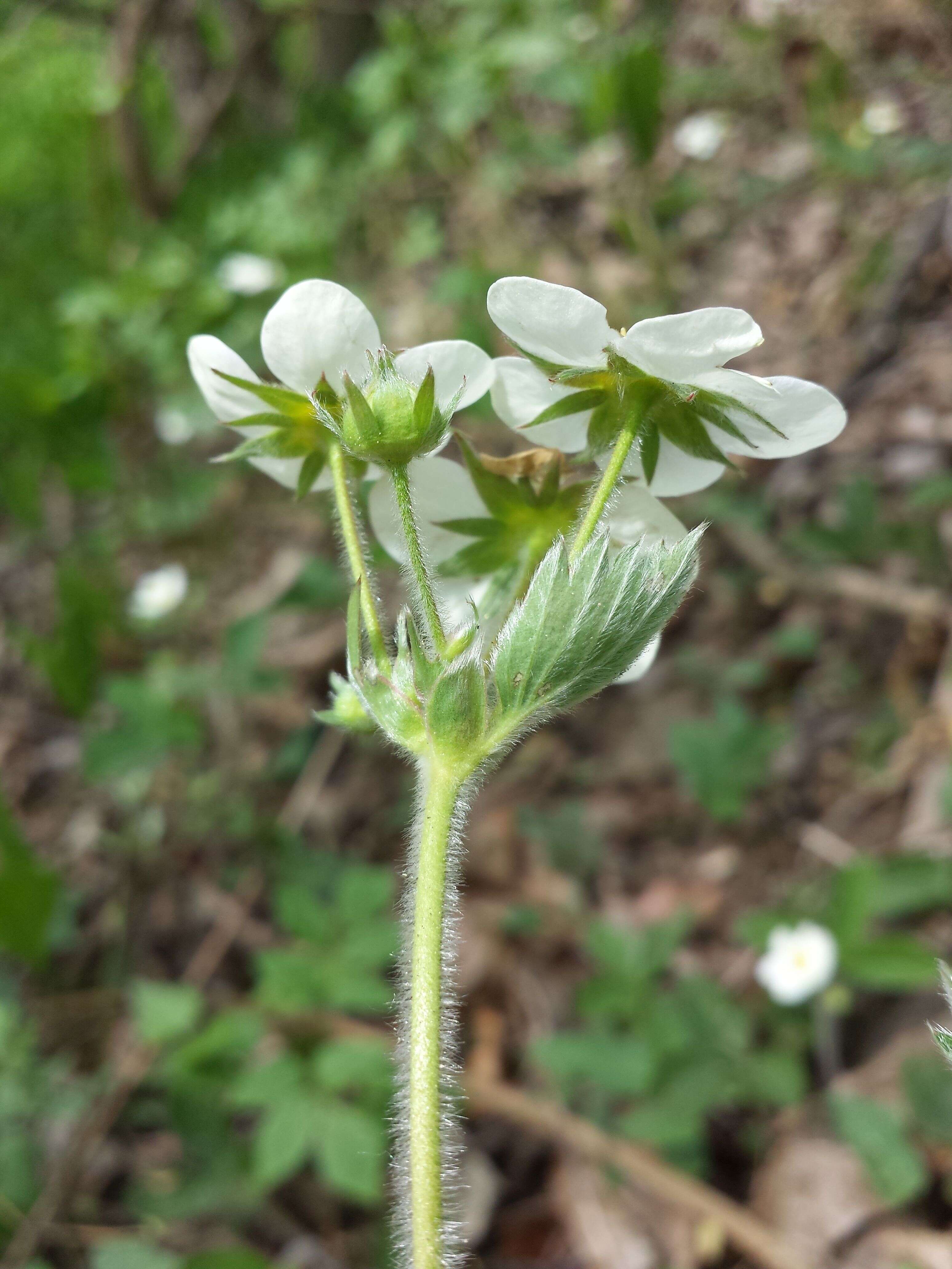 Image of Hautbois Strawberry