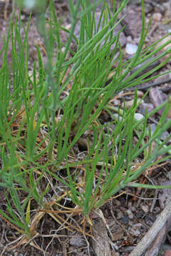 Image of Ballhead Sandwort