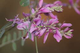 Plancia ëd Indigofera cassioides DC.