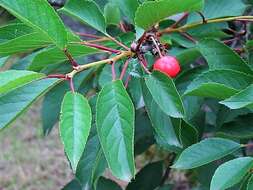 Image of sour cherry