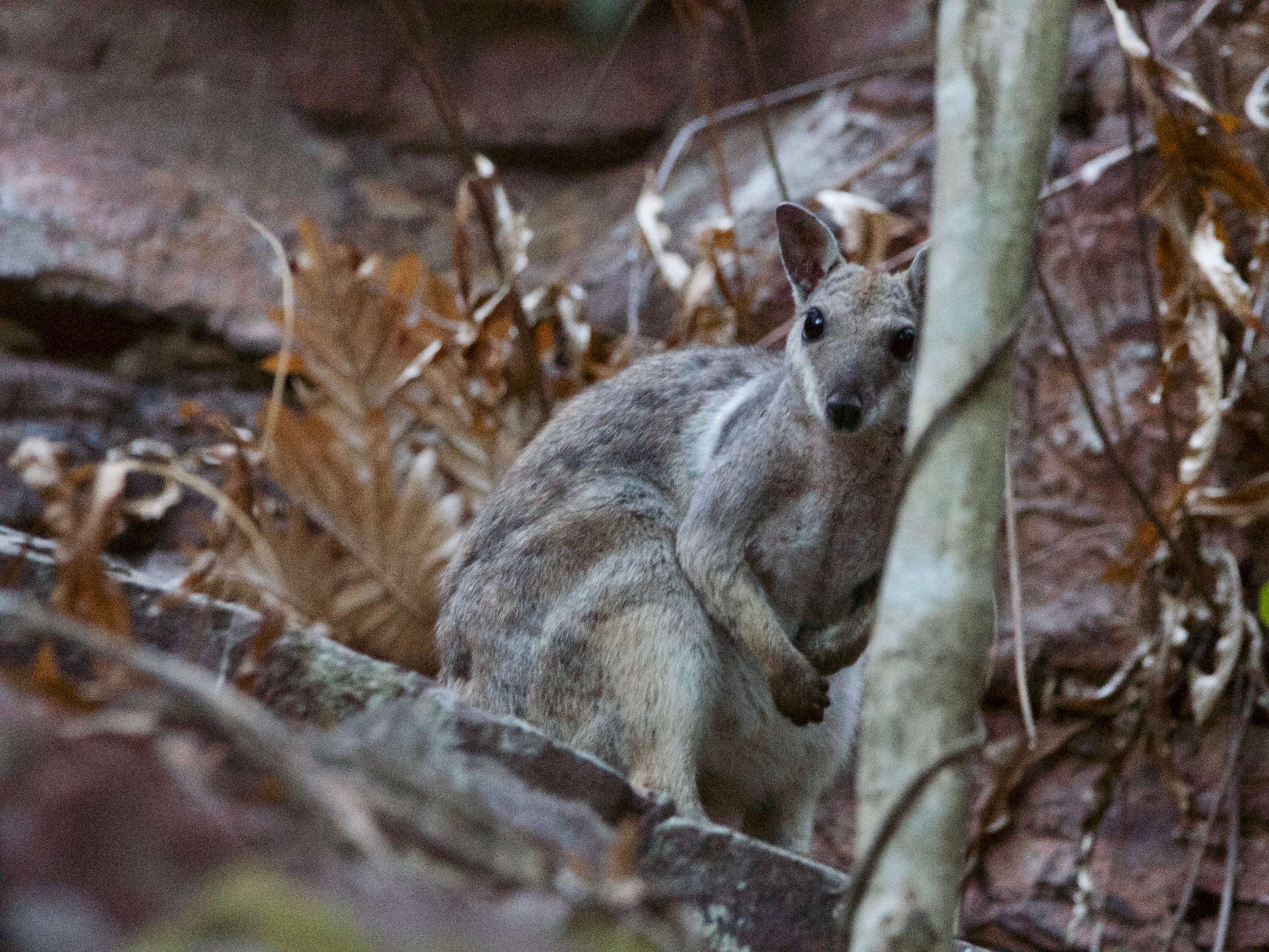 Image of Short-eared Rock Wallaby