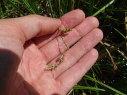 Image of Prairie sedge