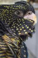 Image of Red-tailed Black-Cockatoo