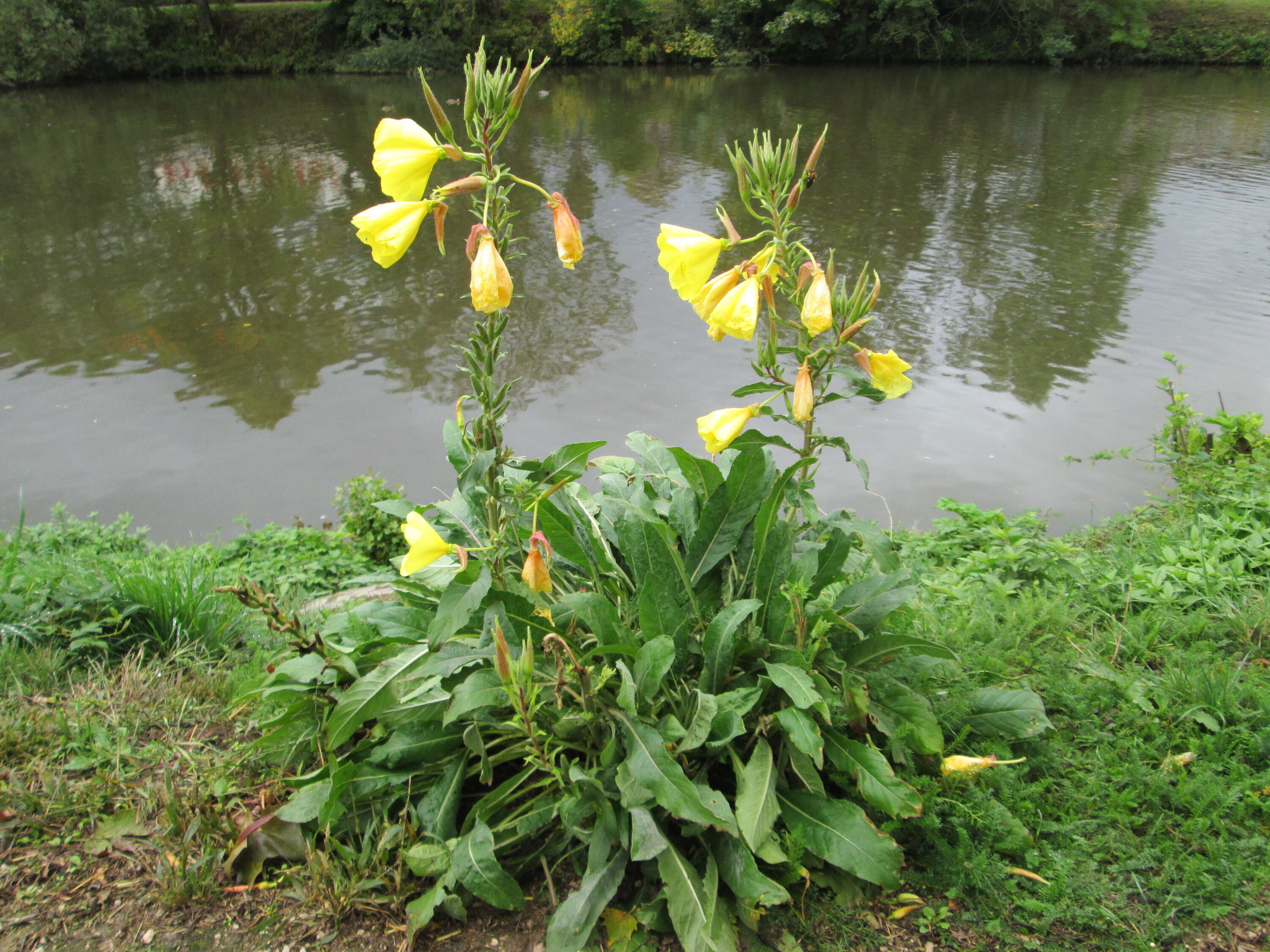 Image of redsepal evening primrose