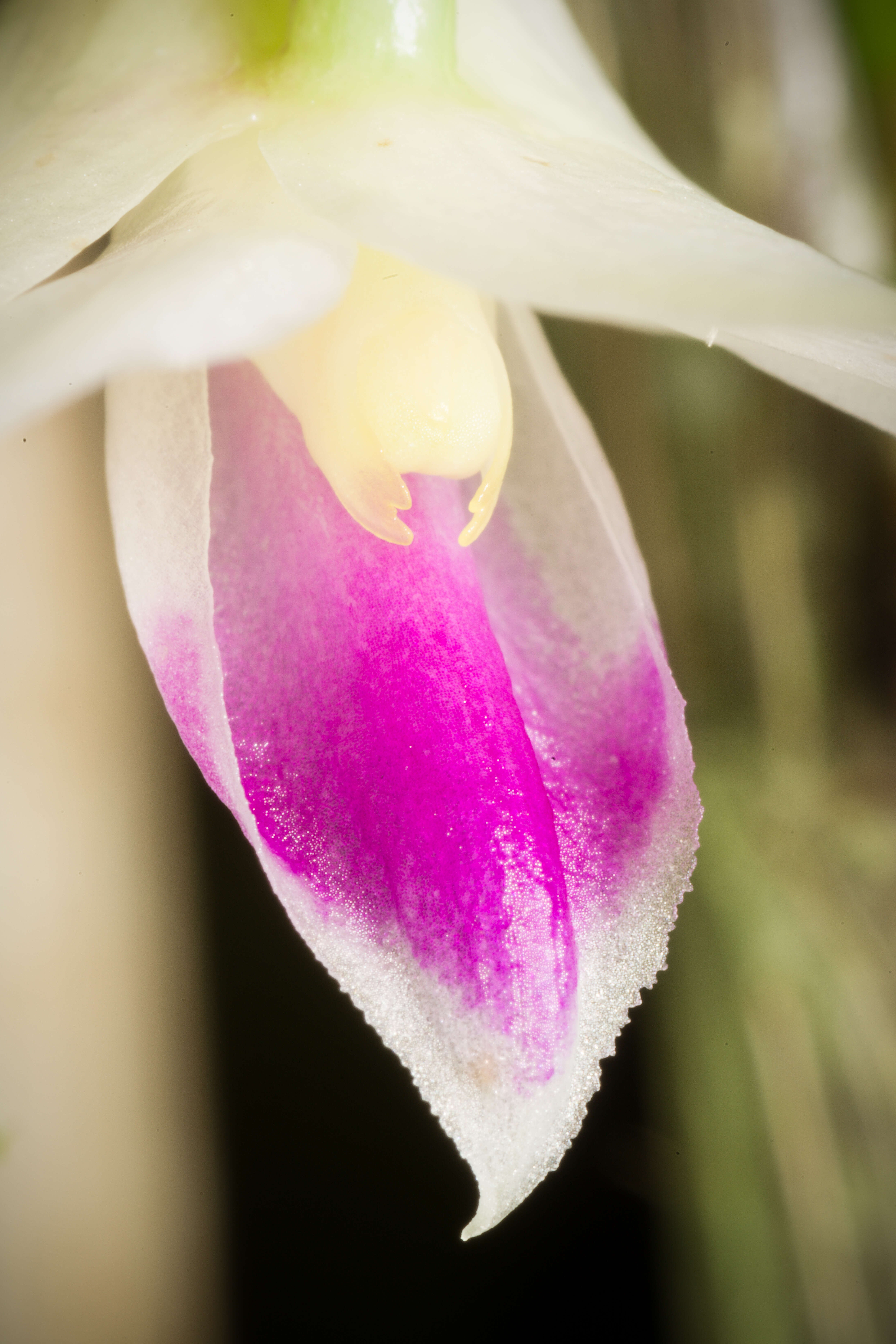 Imagem de Dendrobium amethystoglossum Rchb. fil.