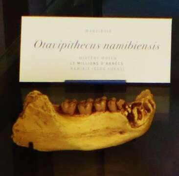 Image de Otavipithecus Conroy et al. 1992
