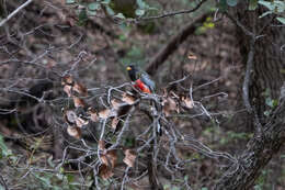 Imagem de Trogon elegans Gould 1834