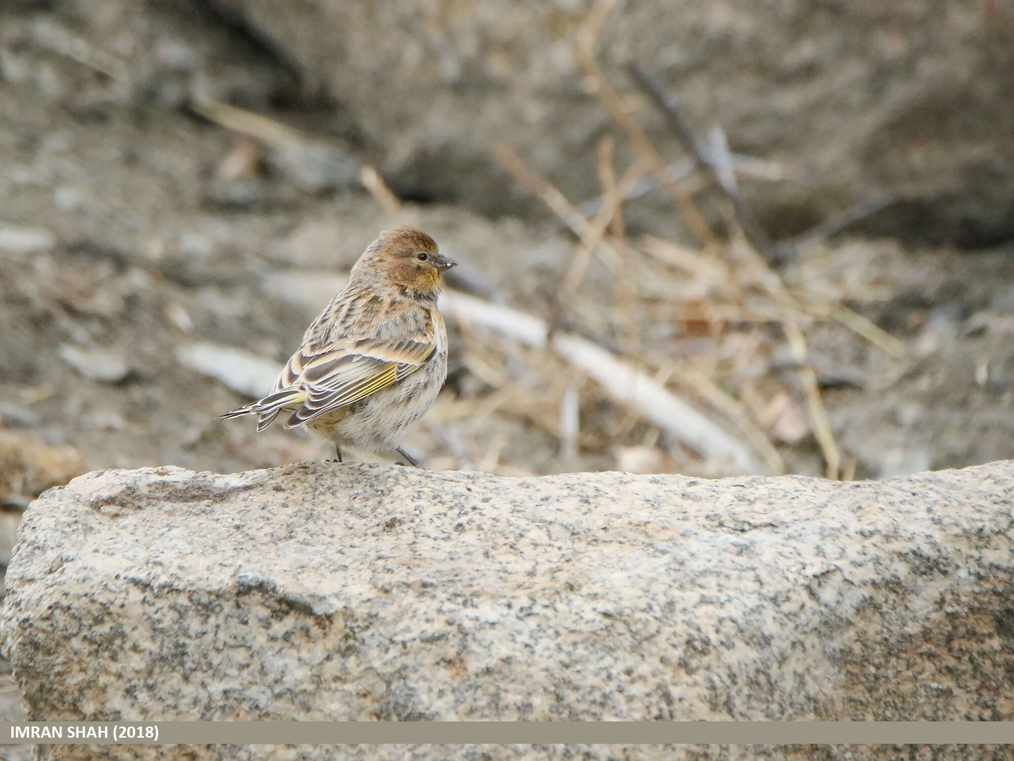 Image of Fire-fronted Serin