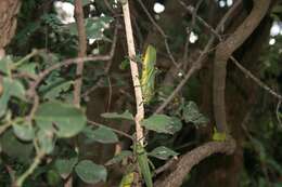 Plancia ëd Phymateus (Phymateus) viridipes Stål 1873