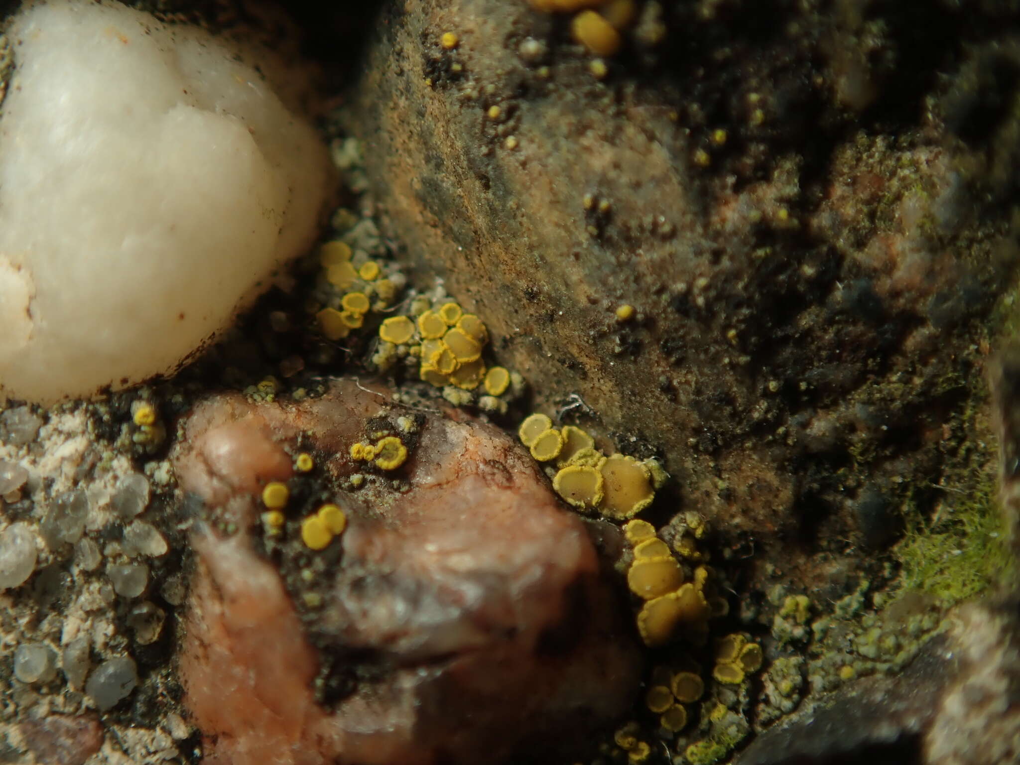 Image of eggyolk lichen