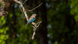 Imagem de Coracias benghalensis (Linnaeus 1758)