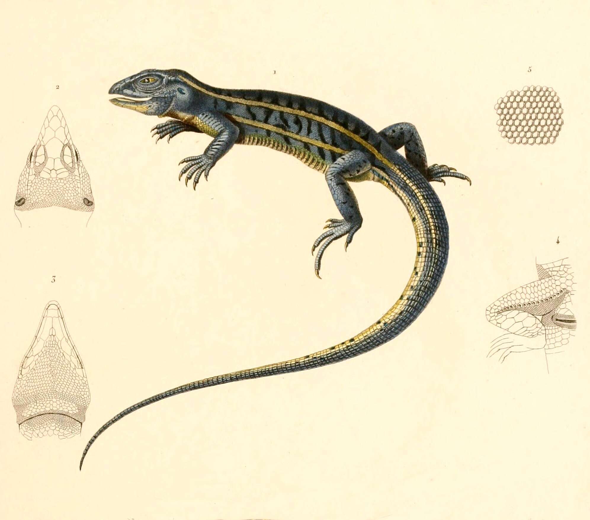 Image of Teius oculatus (D'orbigny & Bibron 1837)