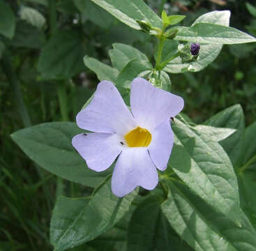 Image of Thunbergia natalensis Hook.