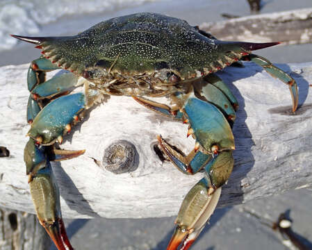 Image of blue crab