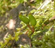 Image of Green shield moss