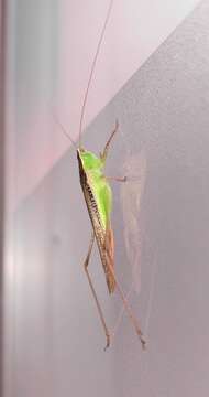 Image of Spotted Meadow Katydid