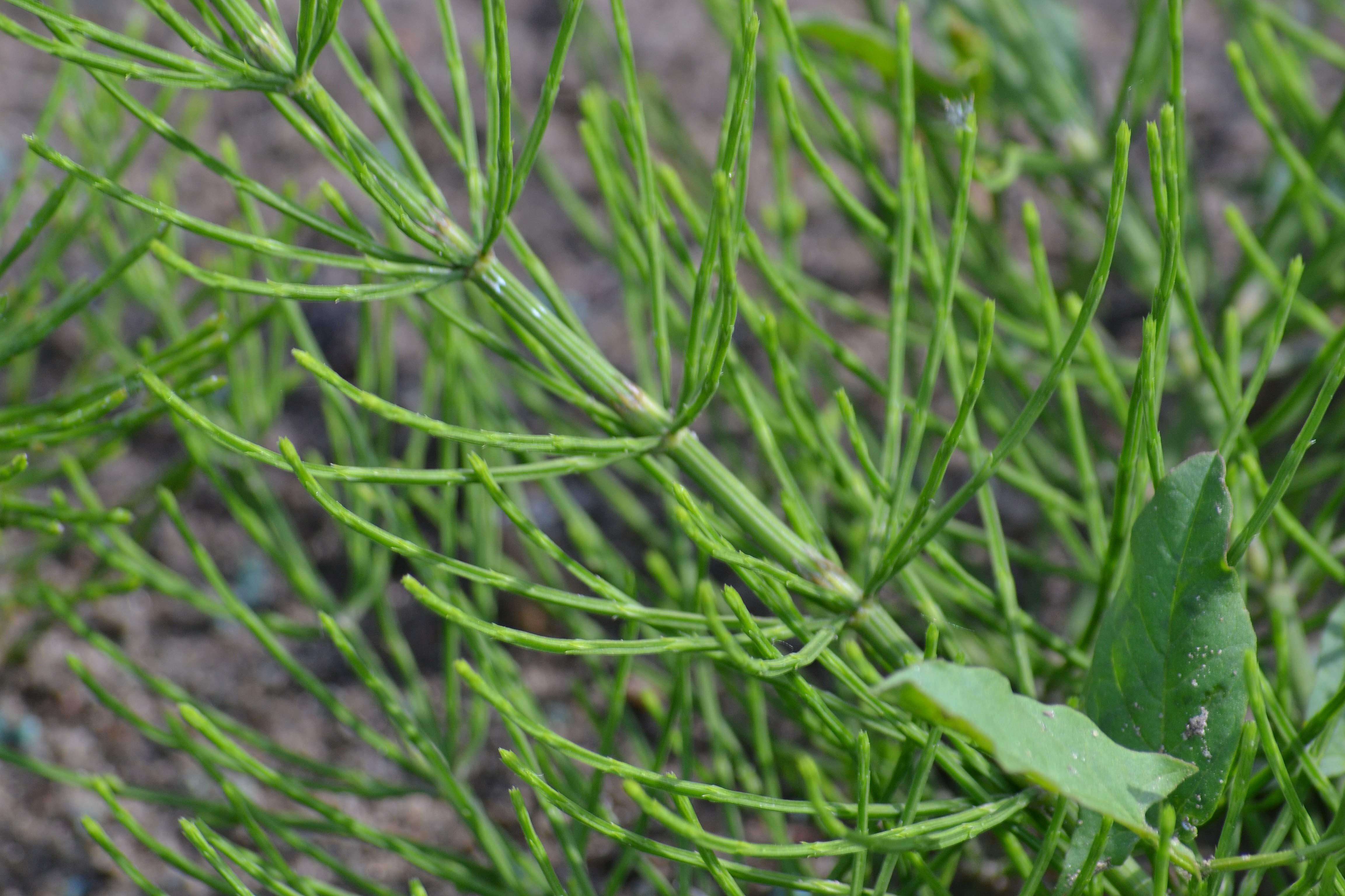 Image of field horsetail