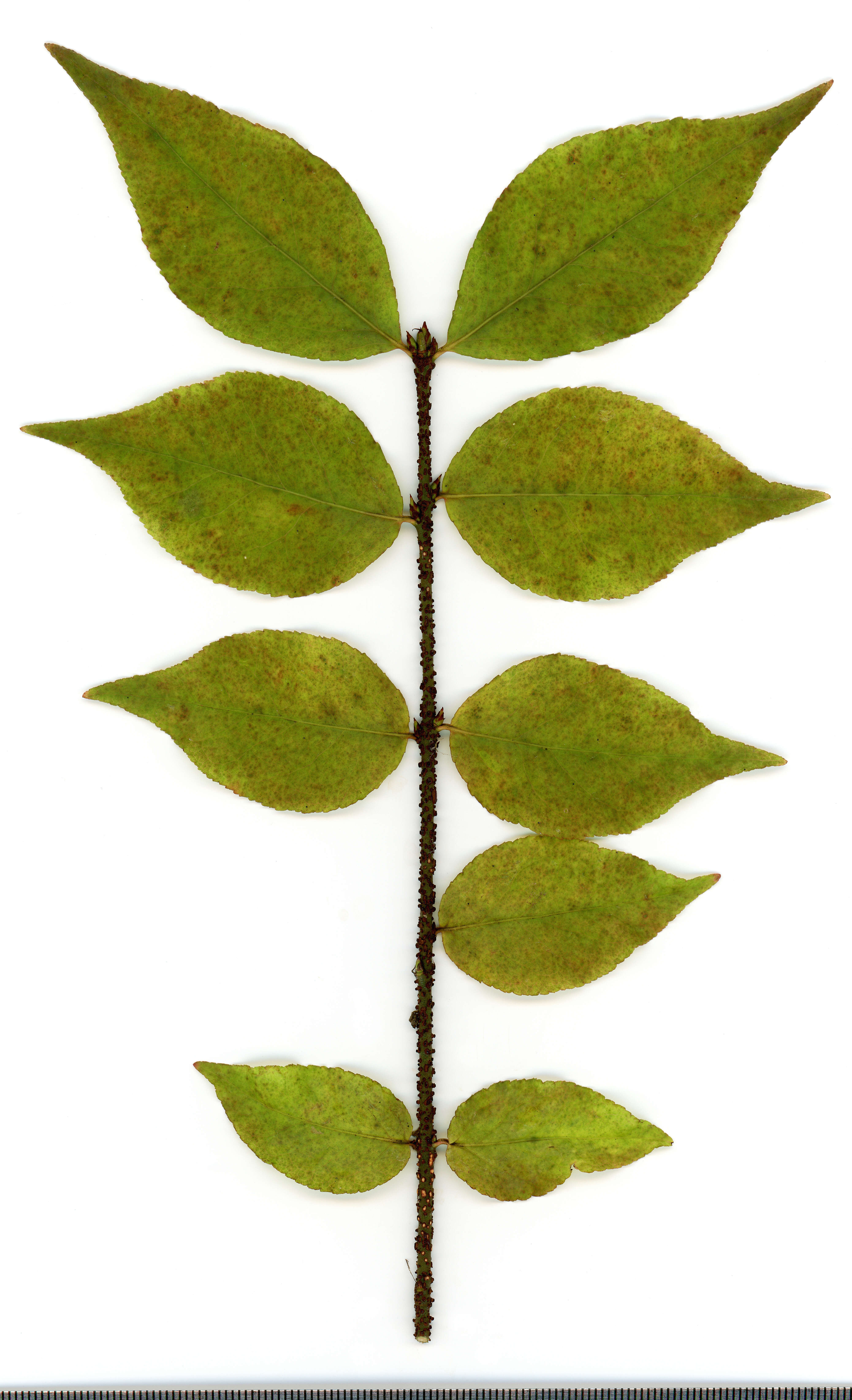 Image of Euonymus verrucosus Scop.