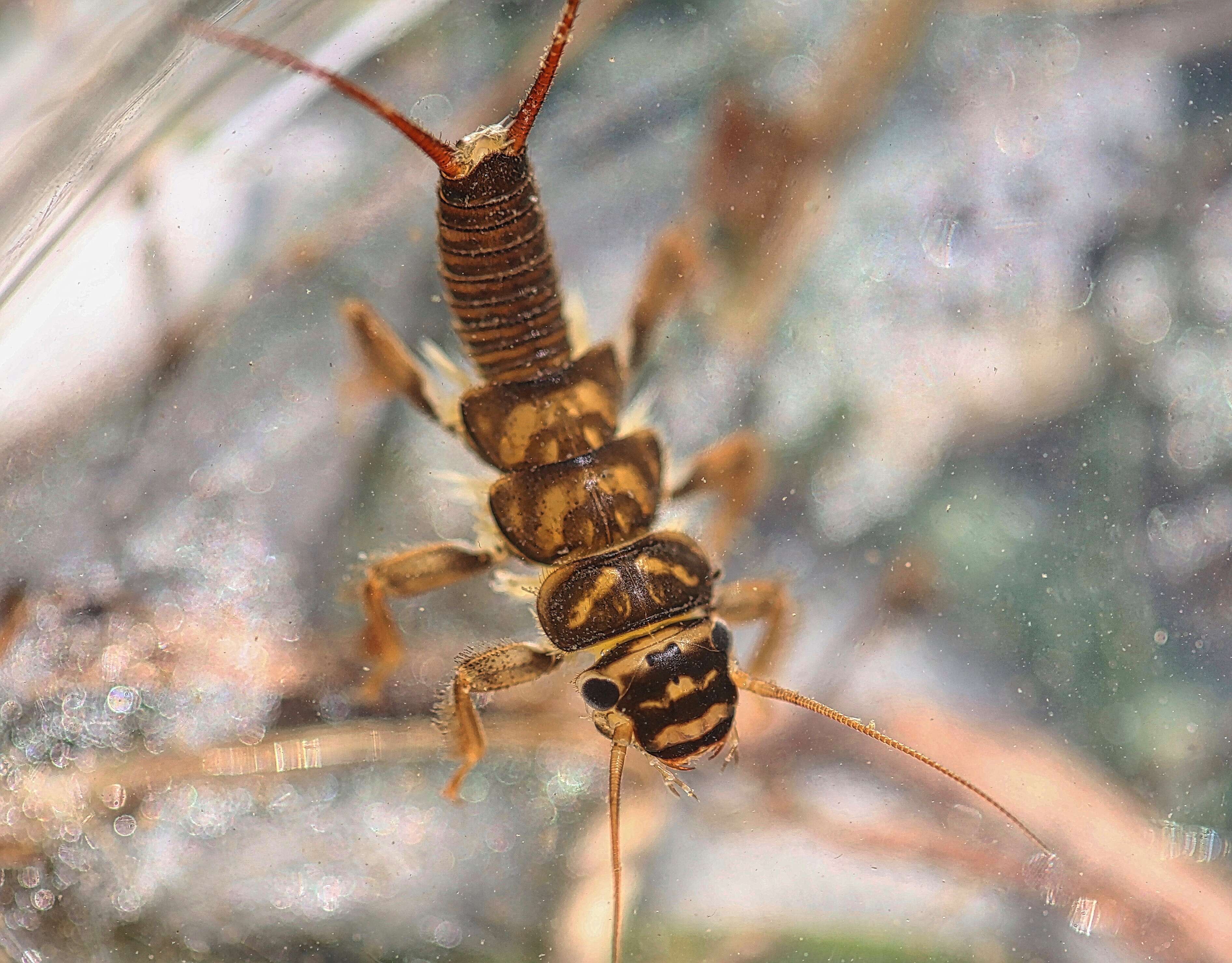 Imagem de Agnetina annulipes (Hagen 1861)