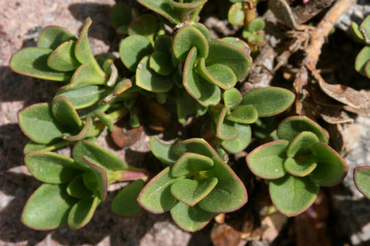 Image of Davidson's penstemon