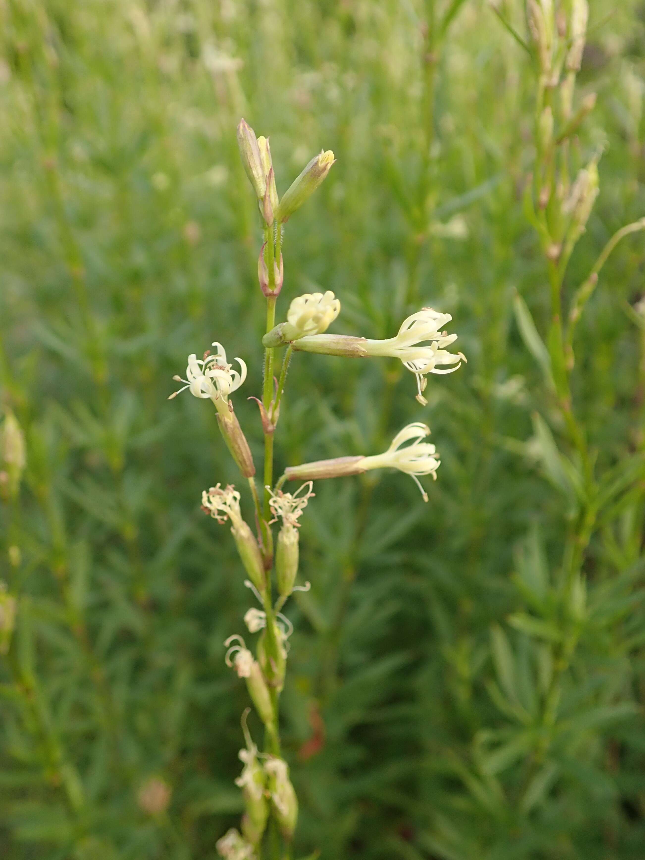 Image of Silene tatarica (L.) Pers.