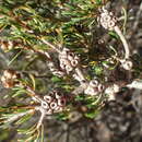 Sivun Melaleuca clavifolia L. A. Craven kuva