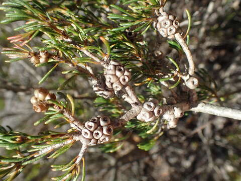 Sivun Melaleuca clavifolia L. A. Craven kuva