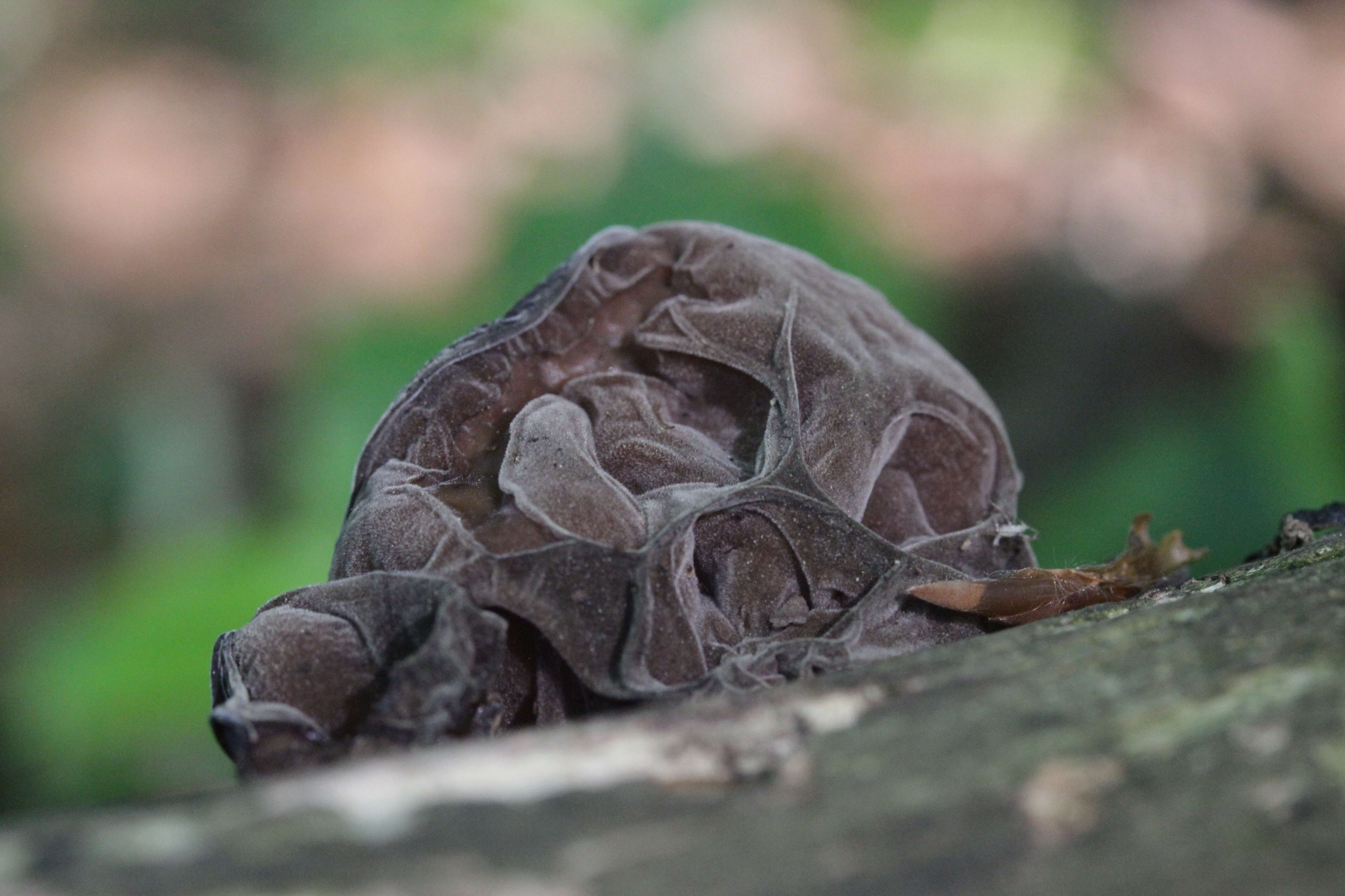 Image of ear fungus