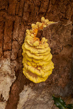 Image of Bracket Fungus