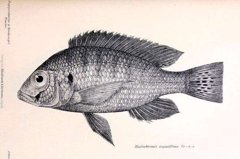 Image of Haplochromis angustifrons Boulenger 1914