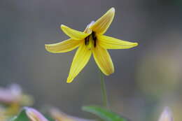 Imagem de Erythronium americanum Ker Gawl.