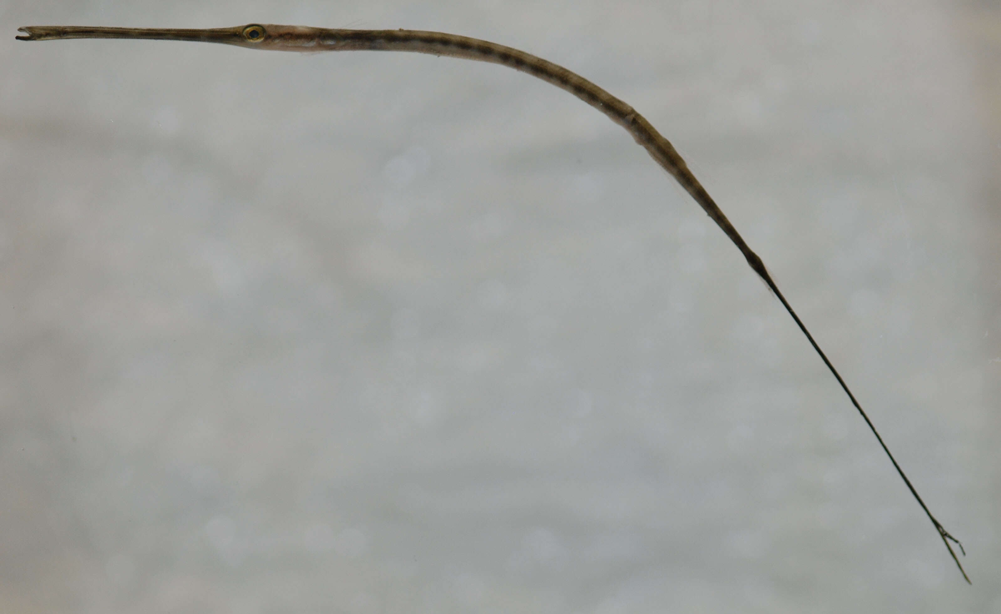 Image of Blue-spotted Cornetfish