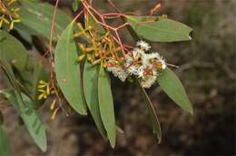 Слика од Eucalyptus behriana F. Müll.