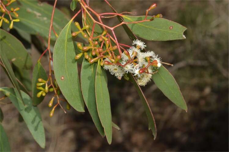 Слика од Eucalyptus behriana F. Müll.