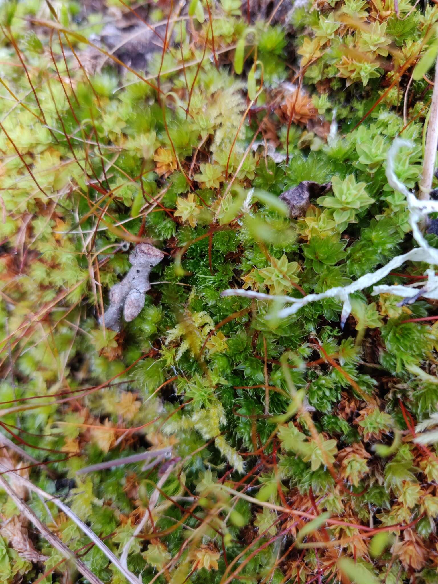 Image of great hairy screw-moss