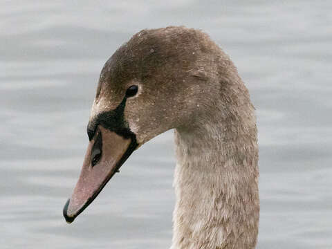 Image of Mute Swan