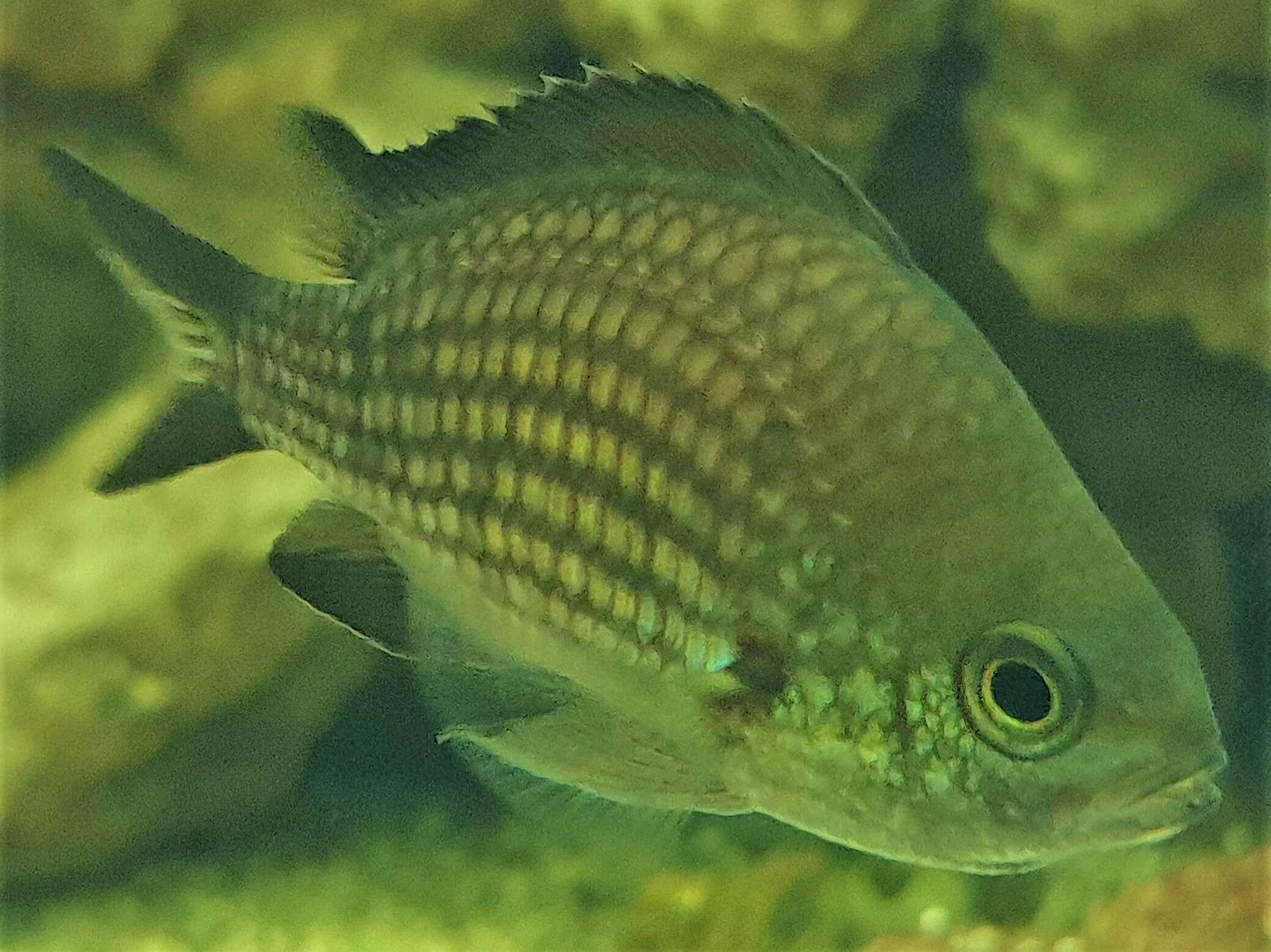 Image of Damsel fish