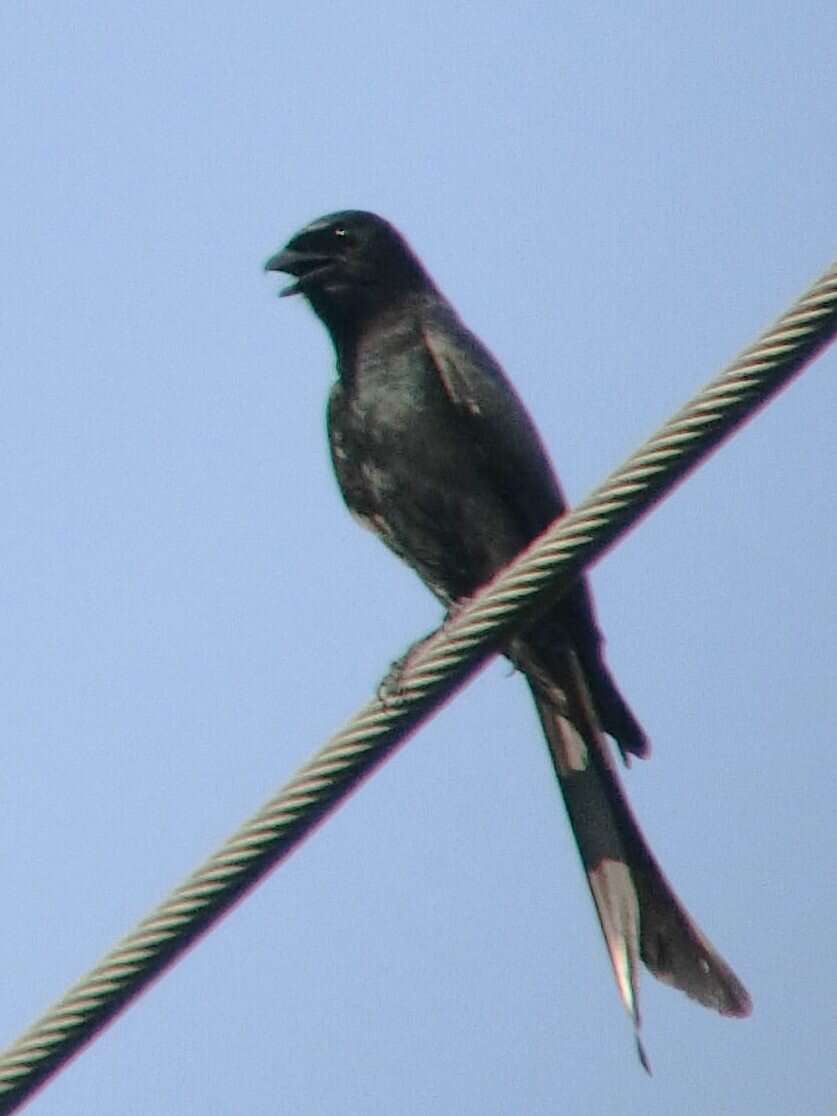 Image of Black Drongo