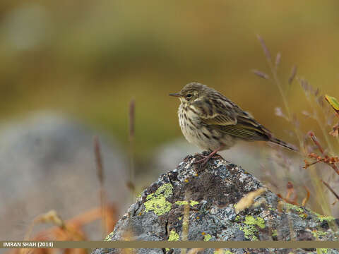 Image of Tree Pipit