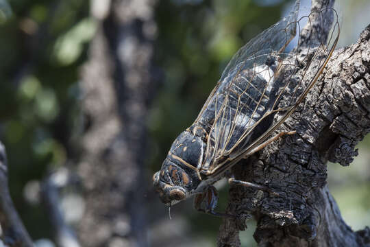 Image of Western Annual Cicadas