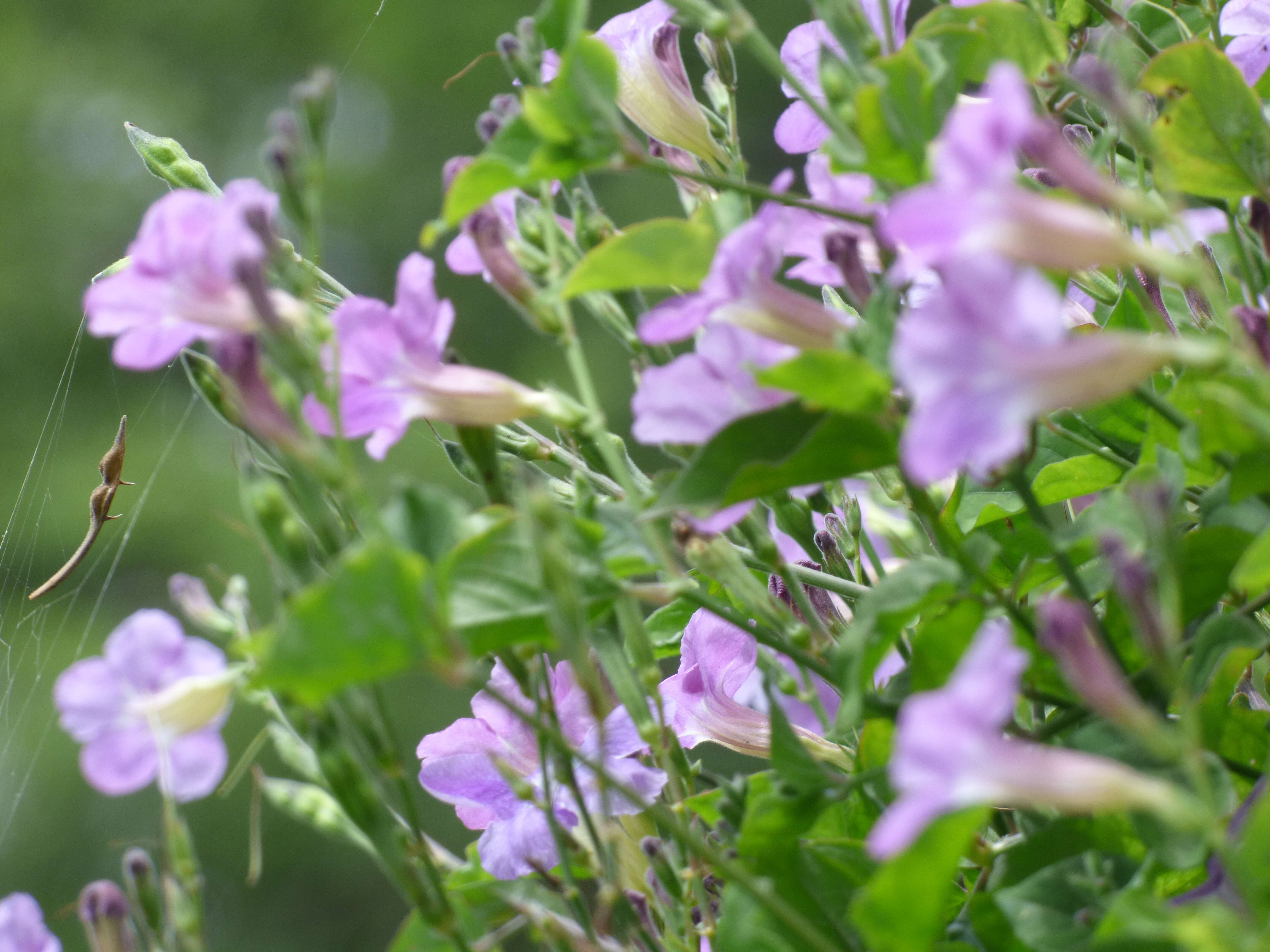 Image of Chinese violet