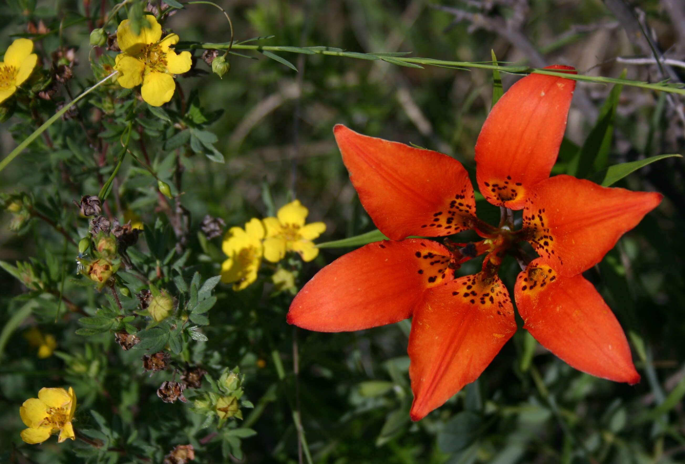 Lilium philadelphicum L. resmi