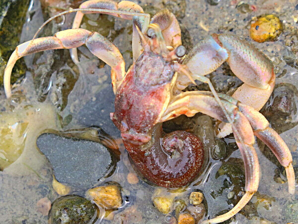 Image of Long-Clawed Hermit Crab