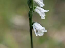 Слика од Spiranthes tuberosa Raf.