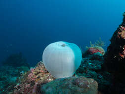 Image of Bulb-Tip Anemone