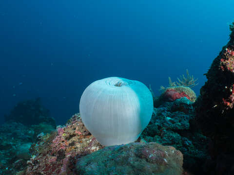 Image of Bulb-Tip Anemone